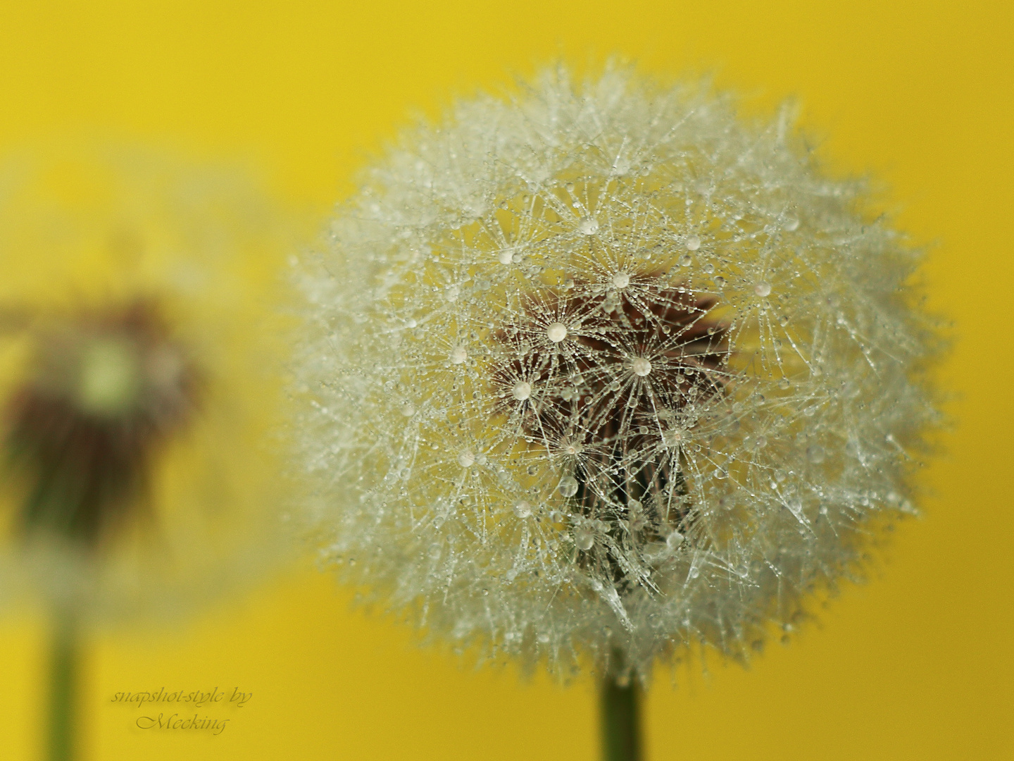 Pusteblume