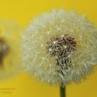 Pusteblume