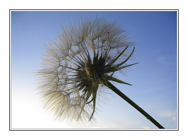 Pusteblume