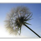 Pusteblume