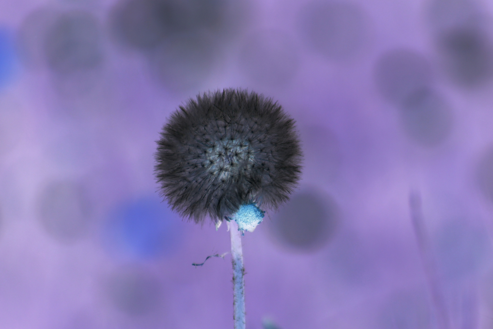 Pusteblume