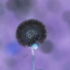 Pusteblume