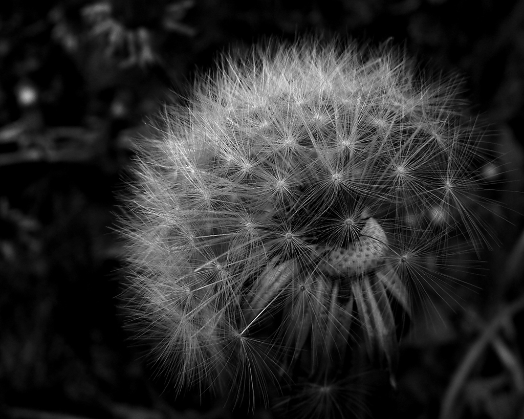 Pusteblume