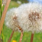 Pusteblume