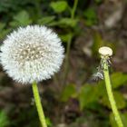 Pusteblume