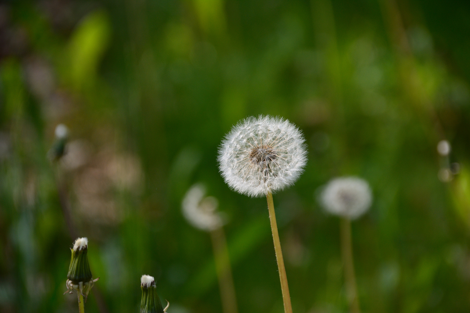 Pusteblume