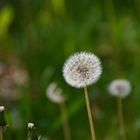 Pusteblume