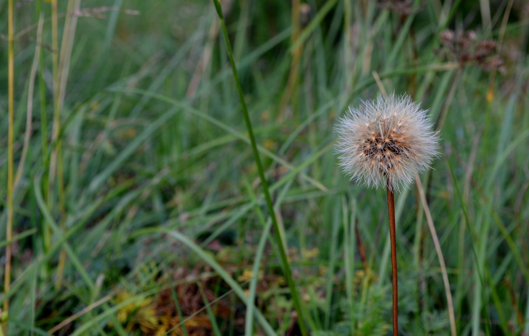 Pusteblume