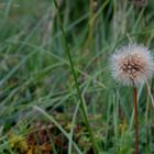 Pusteblume