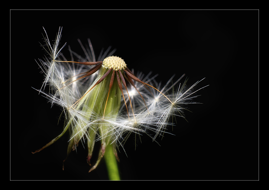 Pusteblume...