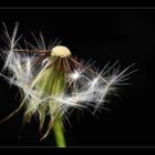 Pusteblume...