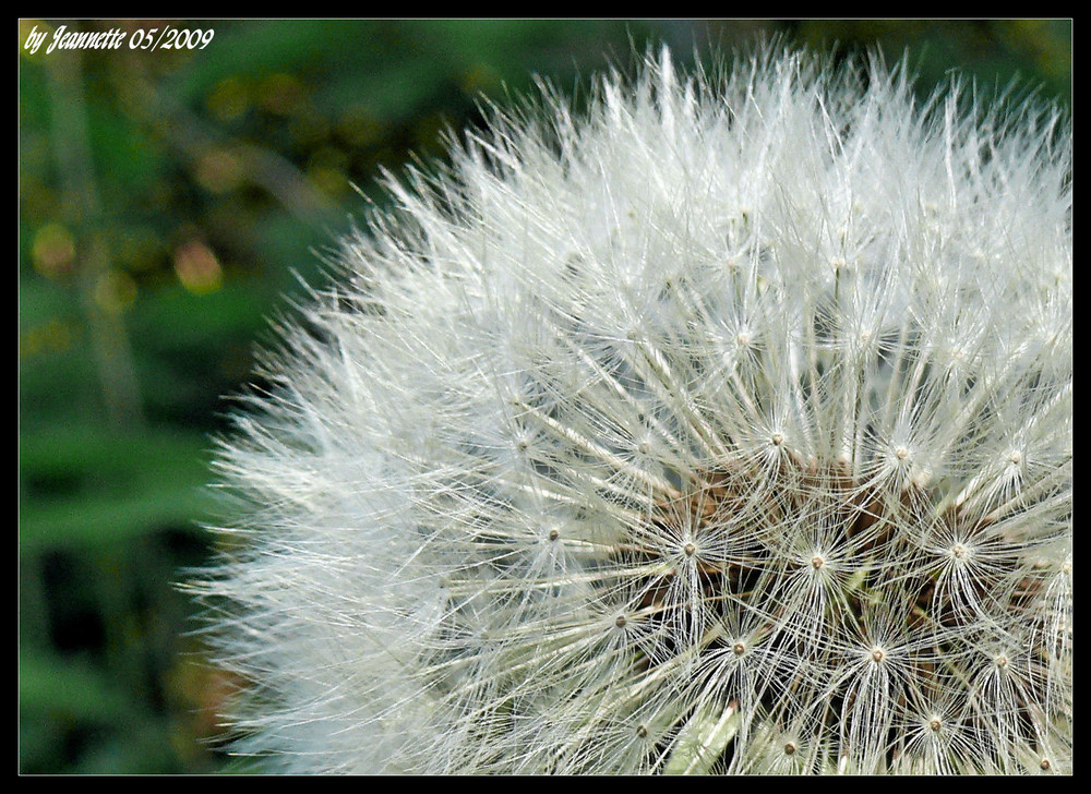 ~~Pusteblume~~