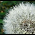 ~~Pusteblume~~