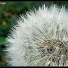 ~~Pusteblume~~