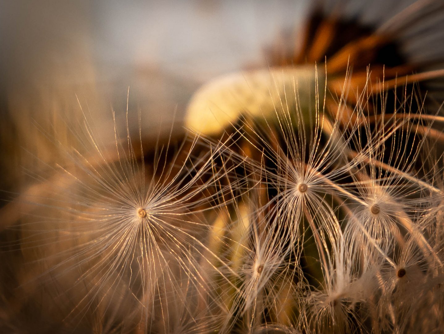 Pusteblume