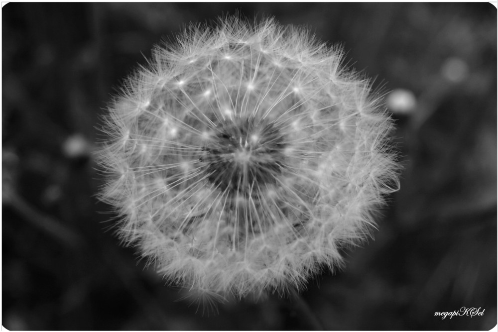 Pusteblume