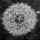 Pusteblume