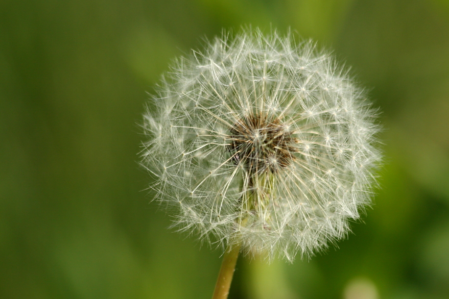 Pusteblume