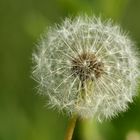 Pusteblume