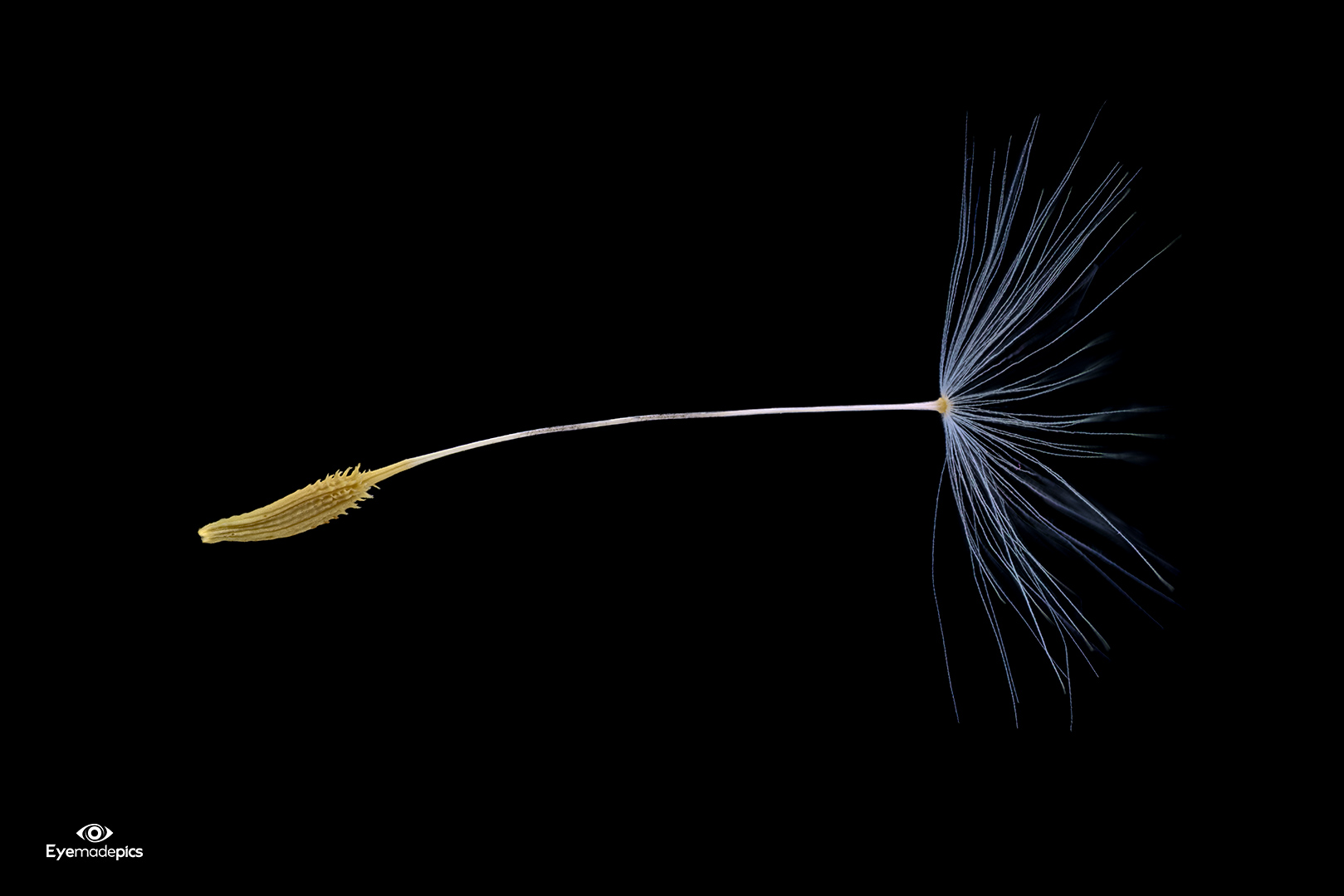 Pusteblume