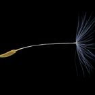 Pusteblume