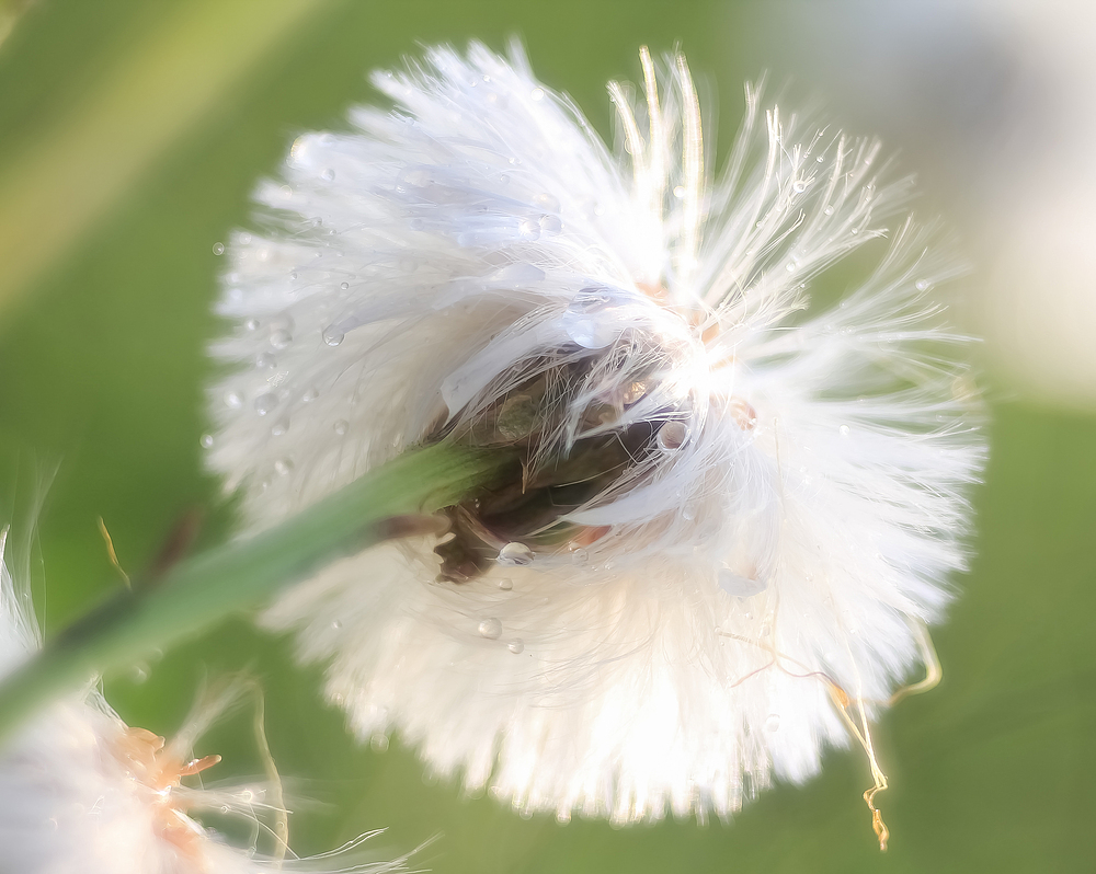 Pusteblume