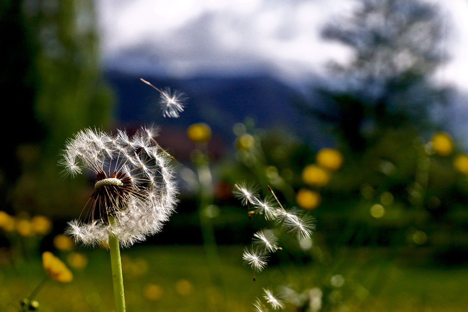 Pusteblume