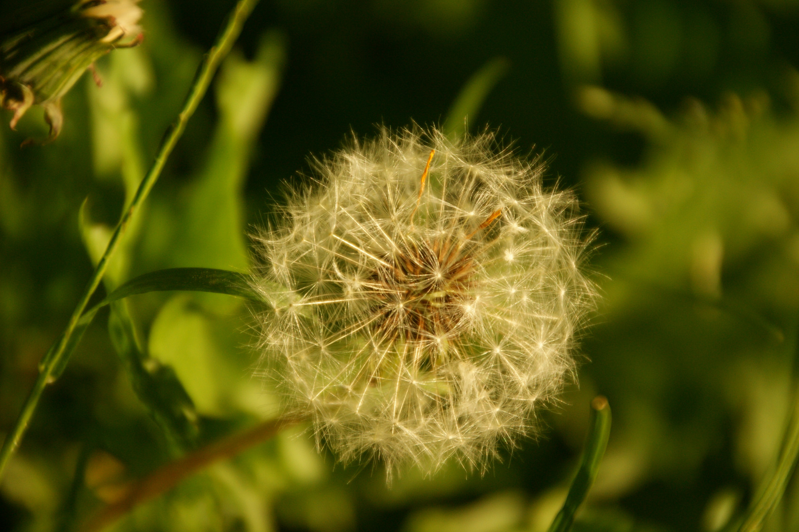 "Pusteblume"