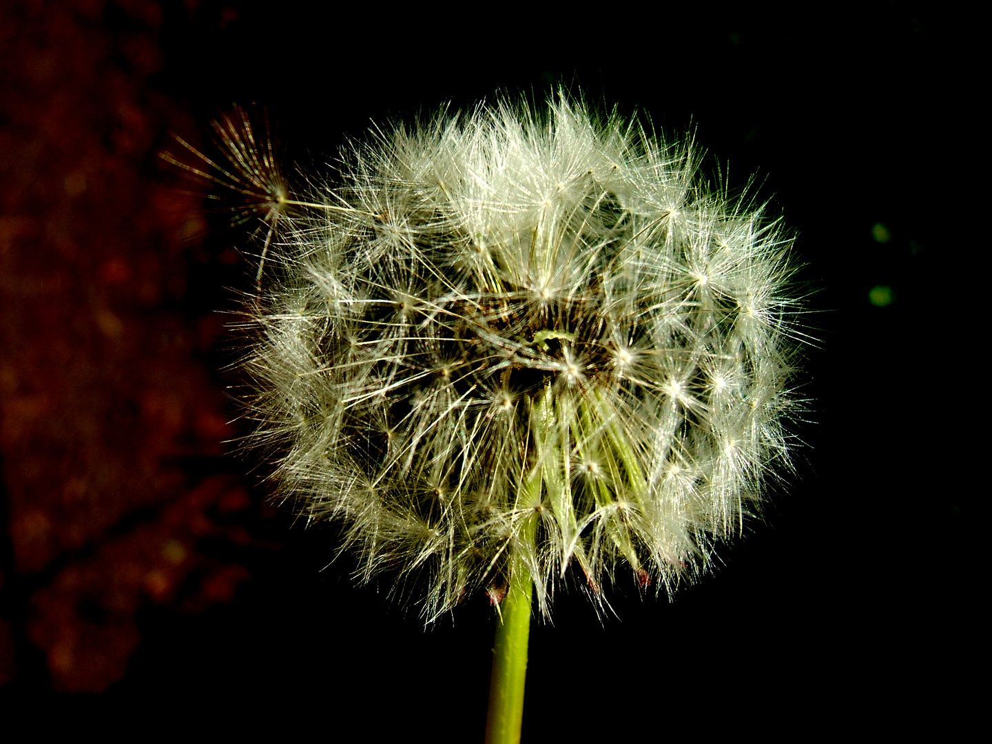 Pusteblume