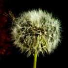 Pusteblume