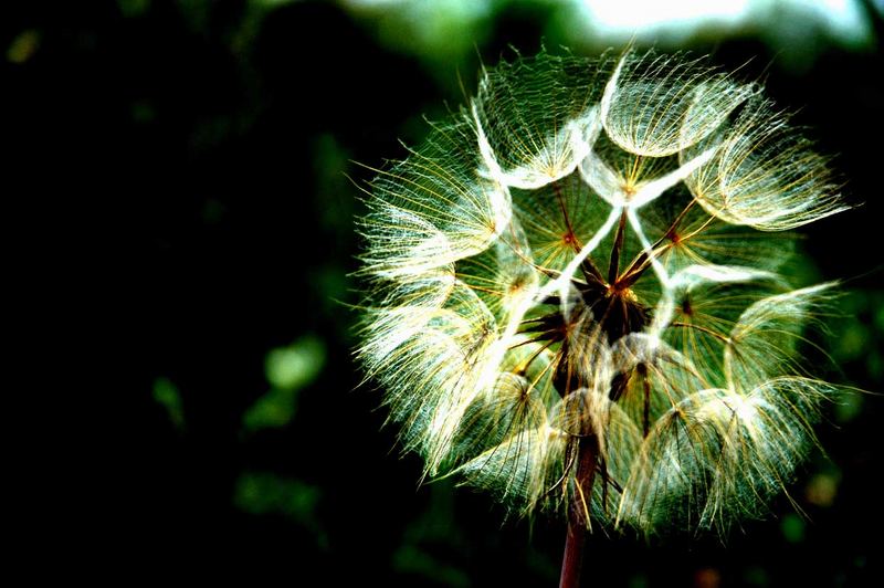 Pusteblume