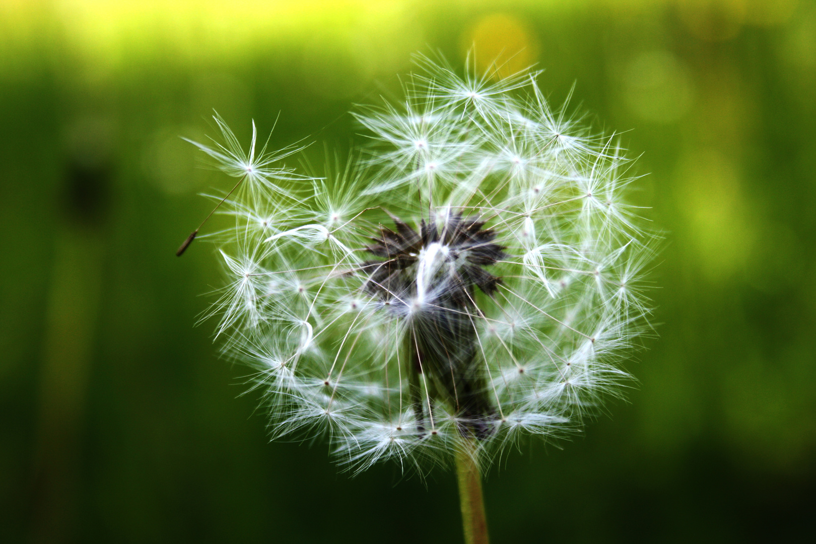 Pusteblume