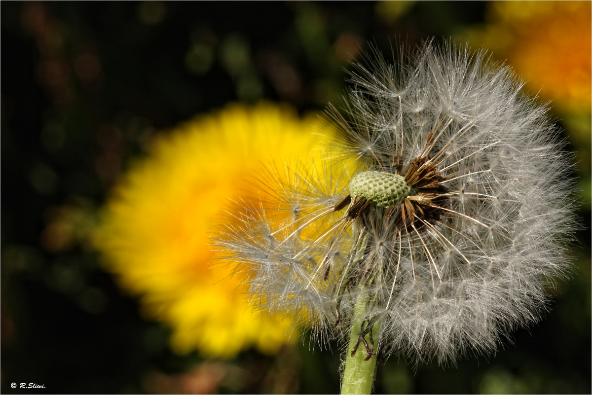 Pusteblume