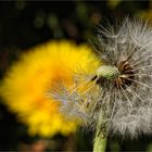 Pusteblume