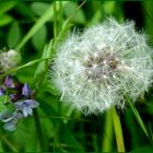 Pusteblume