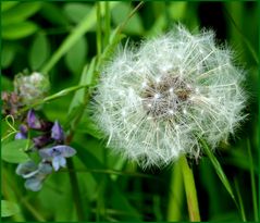 Pusteblume