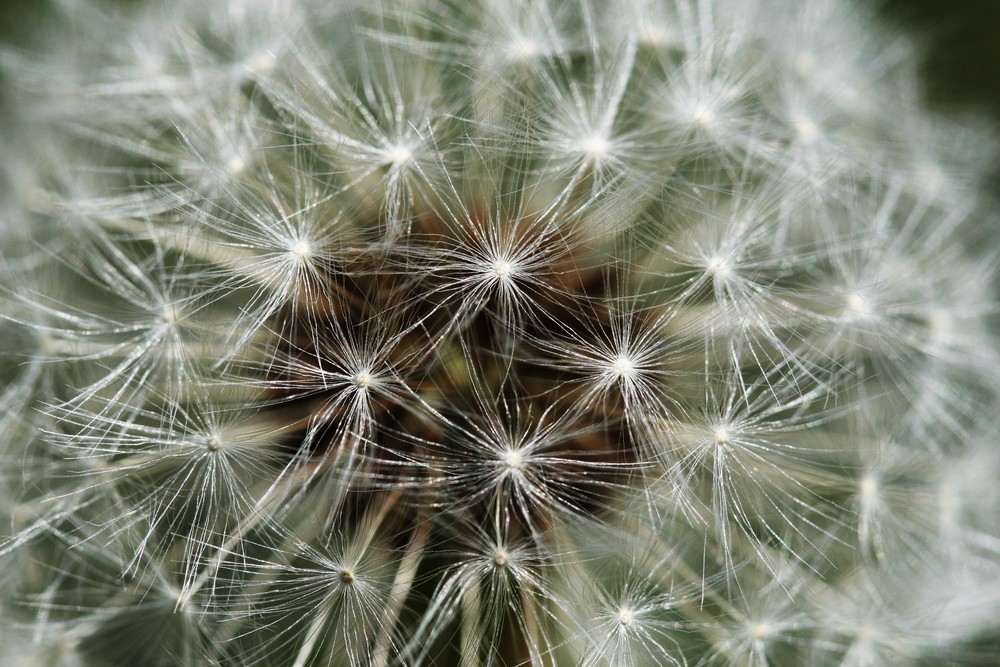 Pusteblume