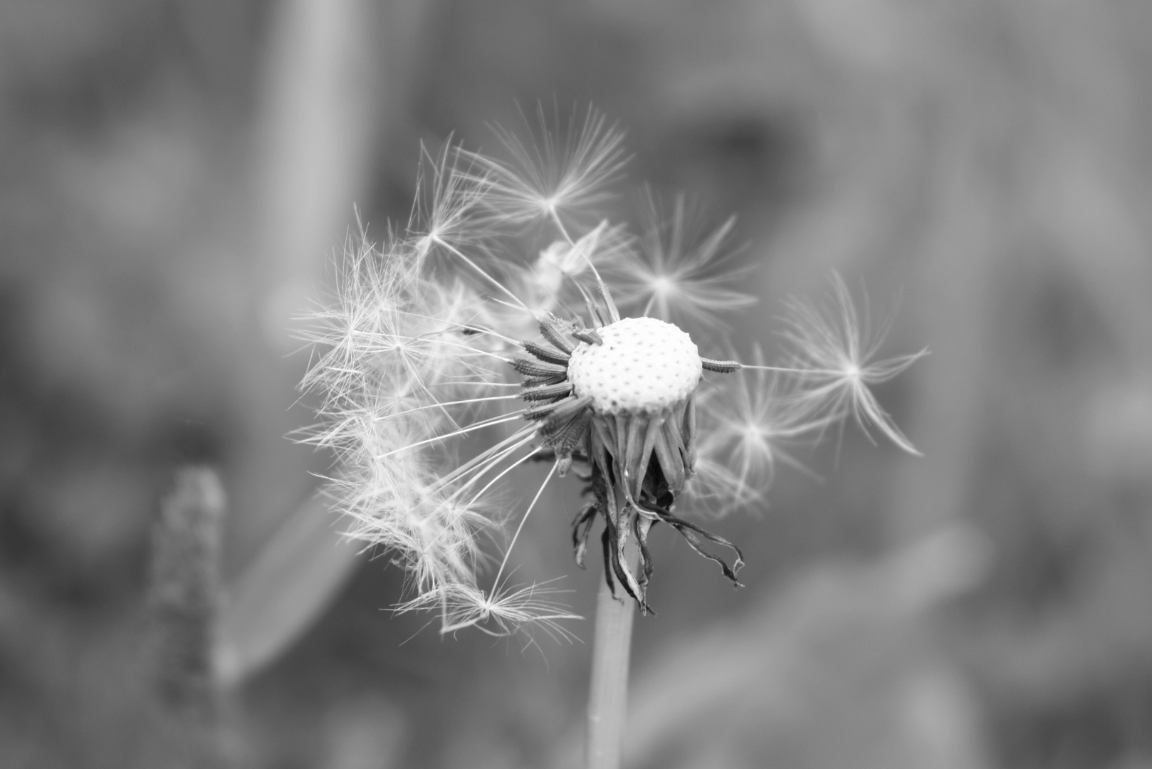 Pusteblume