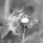 Pusteblume