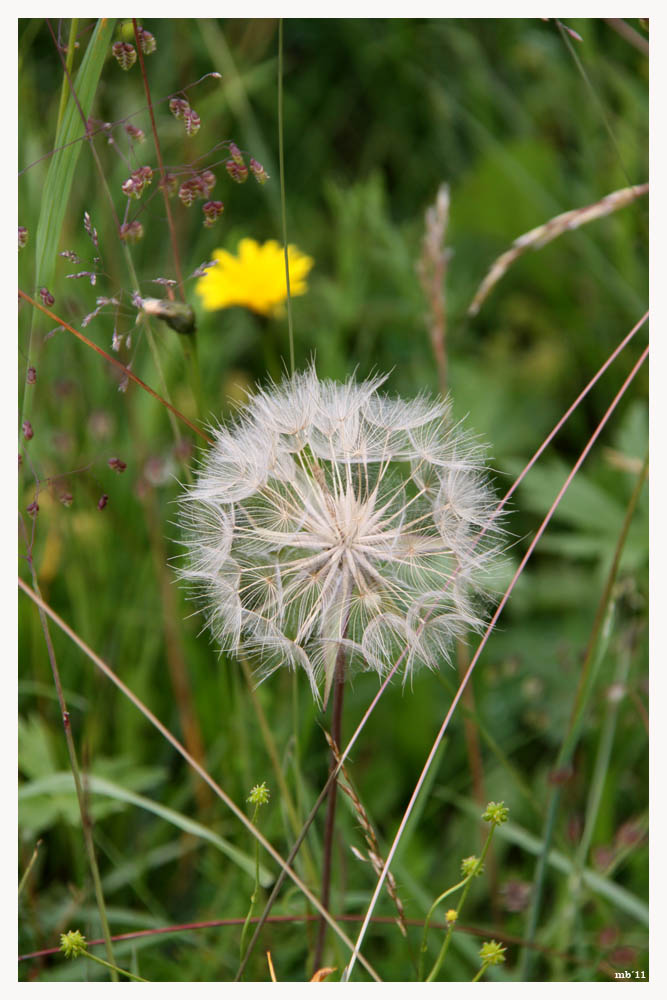 Pusteblume