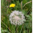 Pusteblume