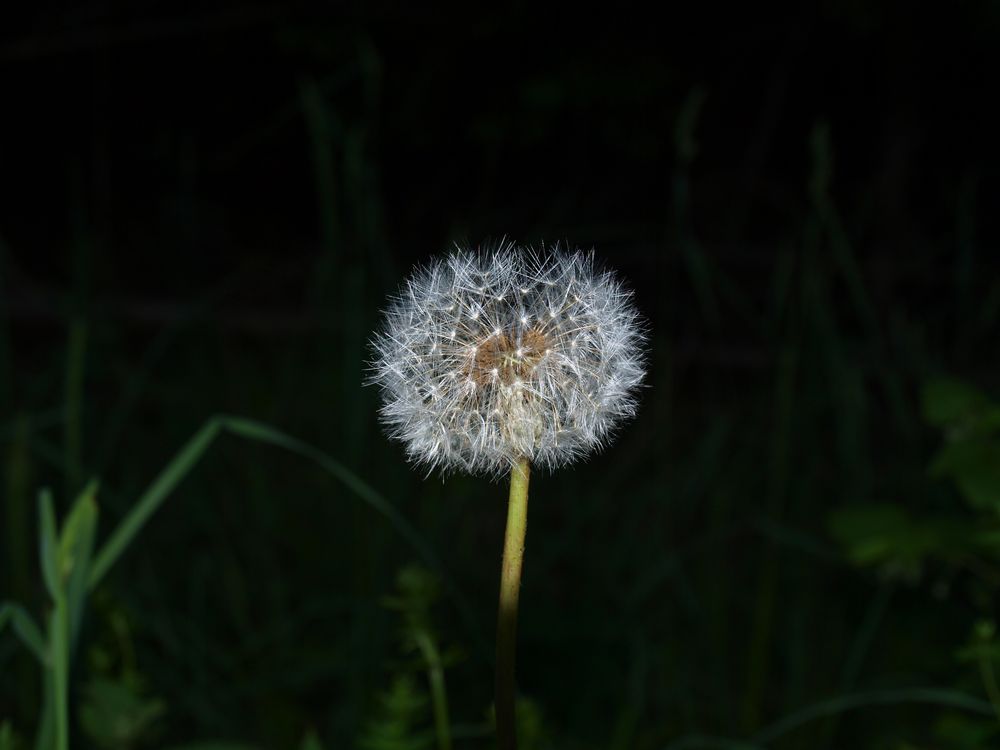 Pusteblume :)