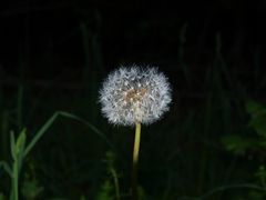 Pusteblume :)