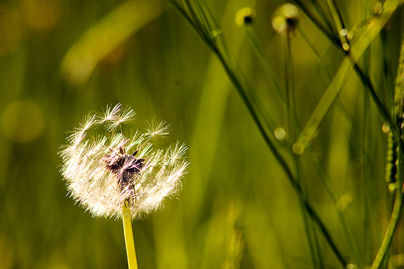 Pusteblume