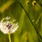 Pusteblume