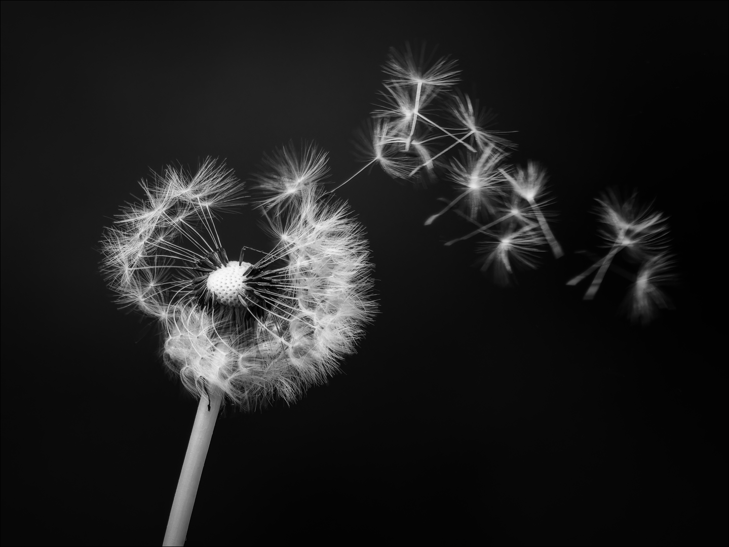 Pusteblume