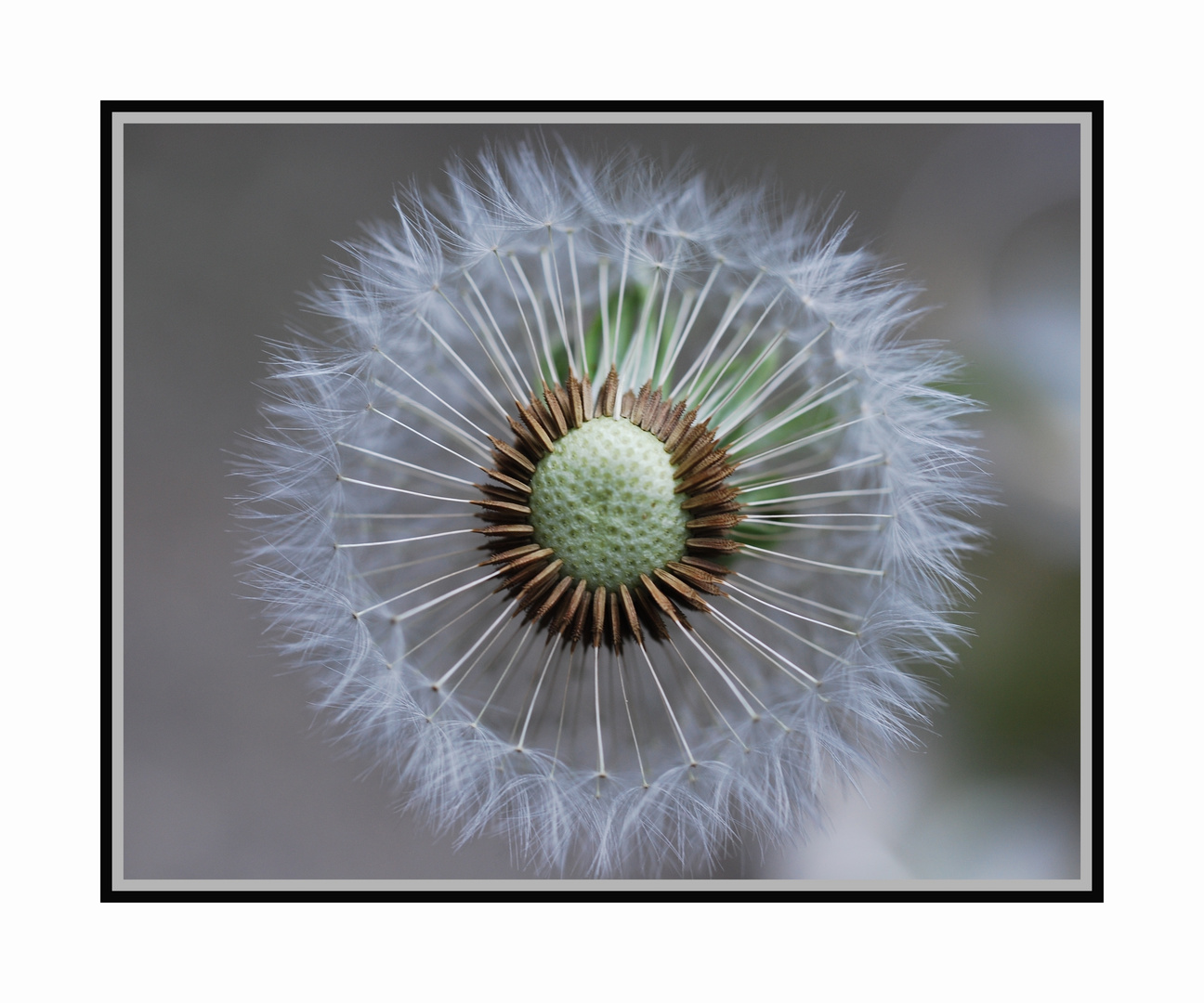 Pusteblume