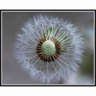 Pusteblume