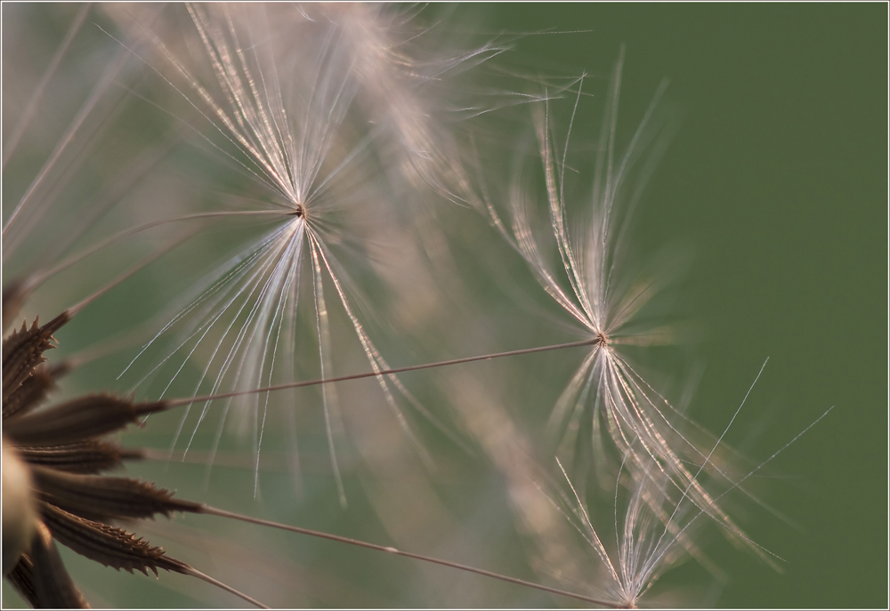 Pusteblume