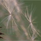 Pusteblume